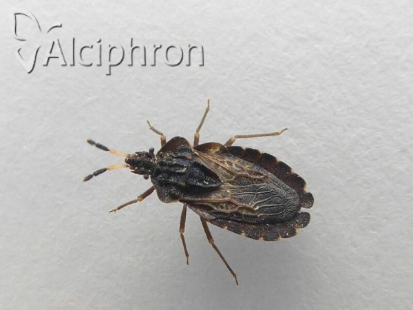 Aradus distinctus