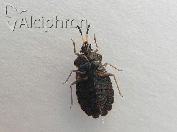 Aradus distinctus