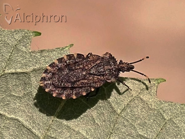 Aradus ribauti
