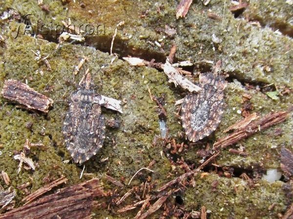 Aradus ribauti