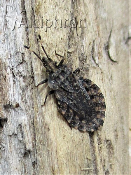 Aradus ribauti