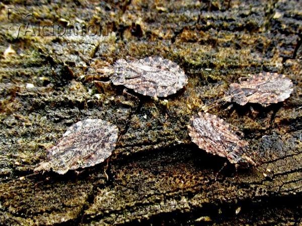 Aradus ribauti