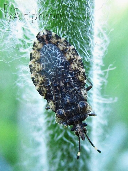 Aradus ribauti