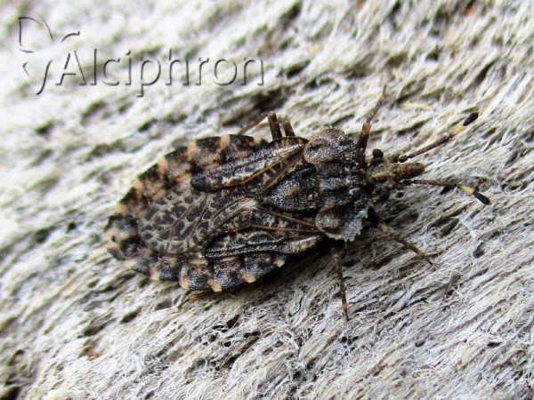 Aradus ribauti