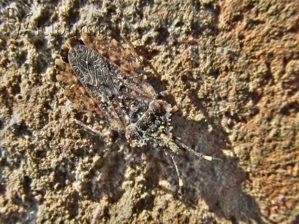 Aradus ribauti