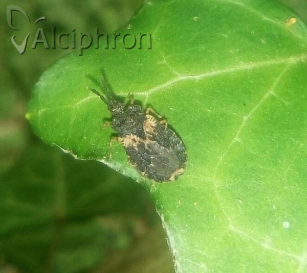 Aradus truncatus