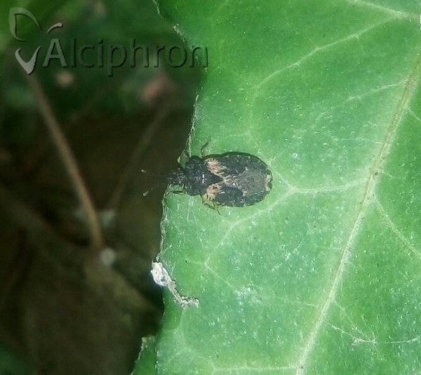 Aradus truncatus