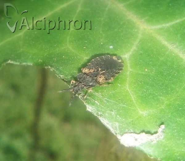 Aradus truncatus