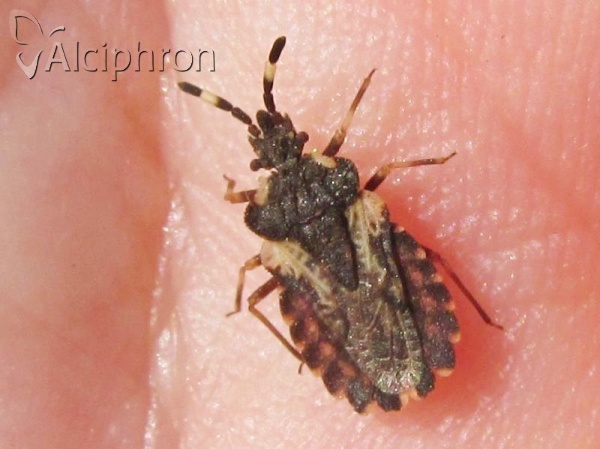Aradus versicolor