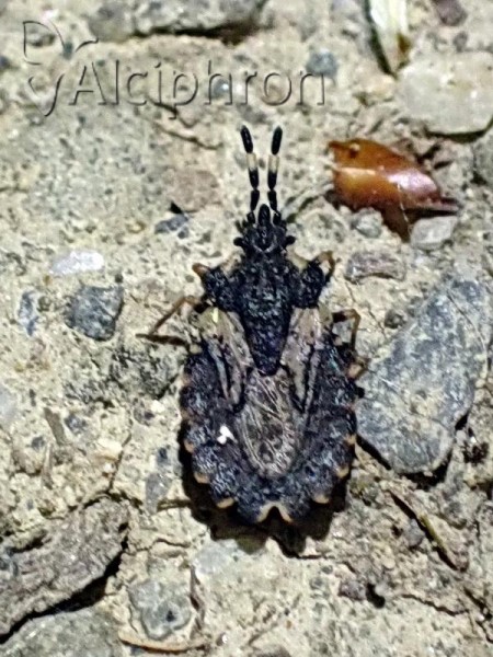 Aradus versicolor
