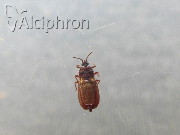 Aneurus avenius