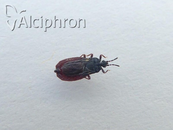 Aneurus avenius