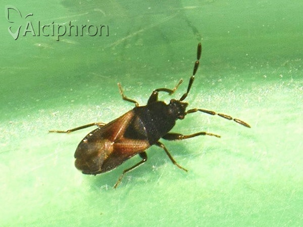 Tropistethus holosericus