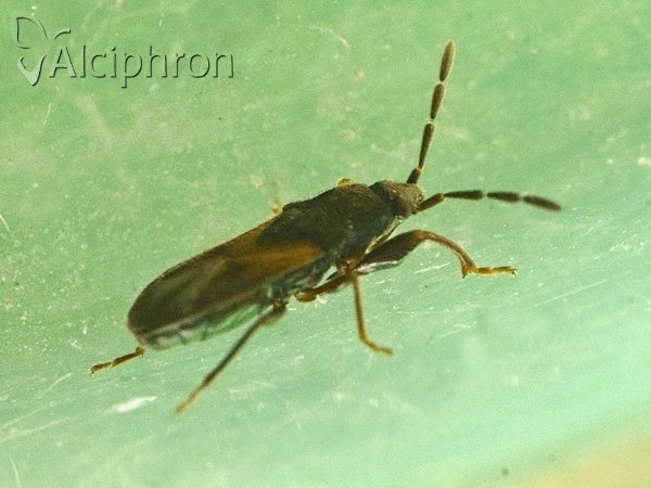 Tropistethus holosericus