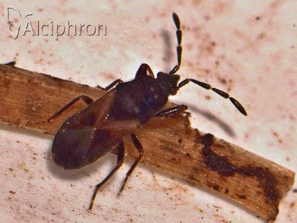 Tropistethus holosericus