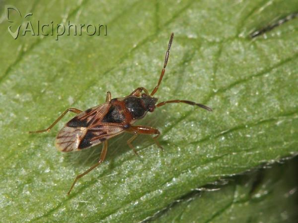 Scolopostethus affinis