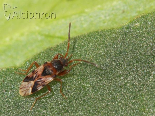 Scolopostethus affinis