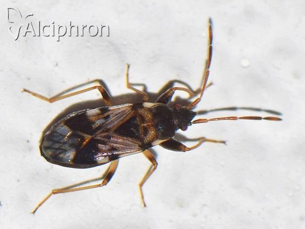Scolopostethus affinis