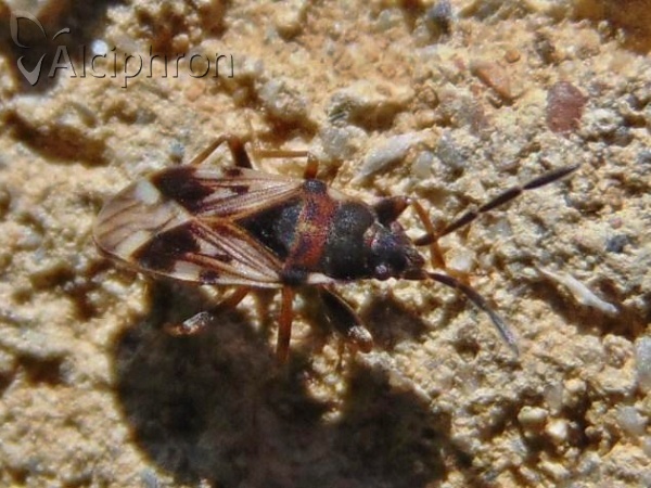 Scolopostethus decoratus