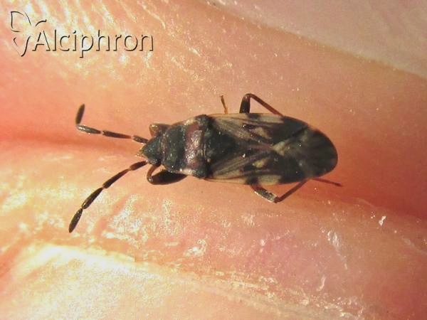 Scolopostethus decoratus