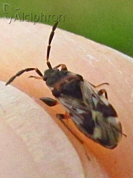 Scolopostethus decoratus