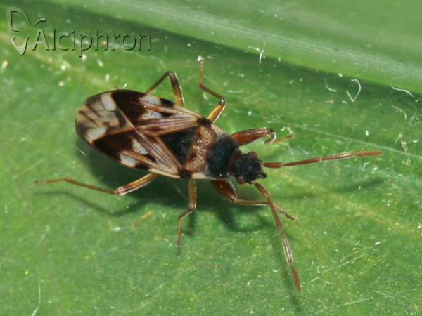 Scolopostethus pictus