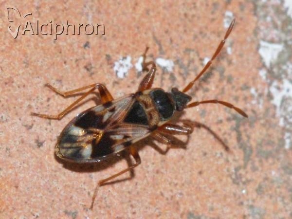 Scolopostethus pictus