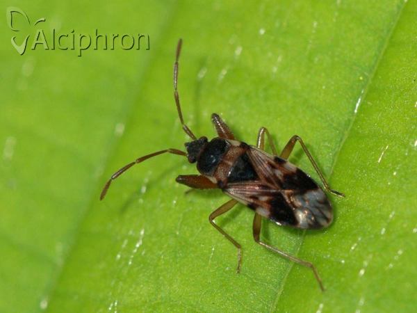 Scolopostethus pictus