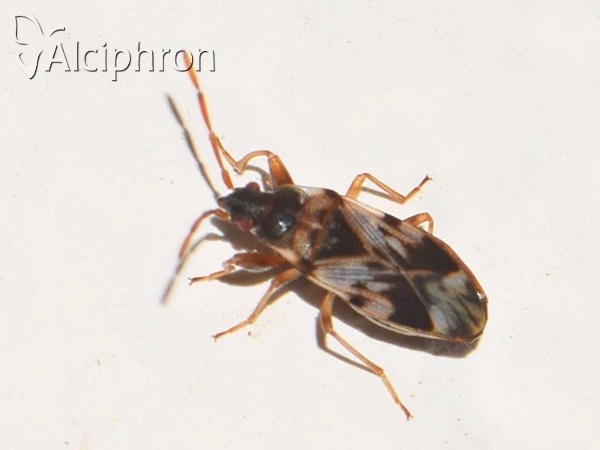 Scolopostethus pictus