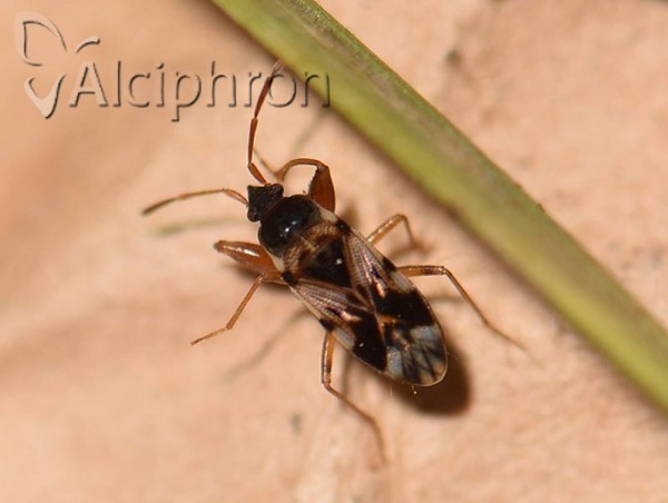 Scolopostethus pictus