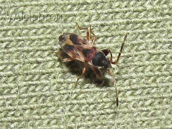 Scolopostethus thomsoni