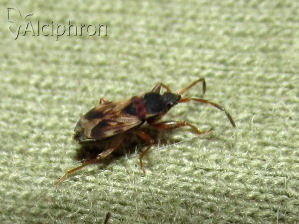 Scolopostethus thomsoni
