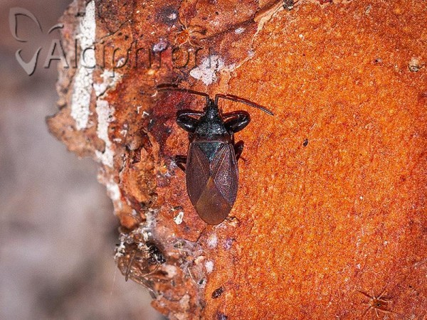 Gastrodes grossipes