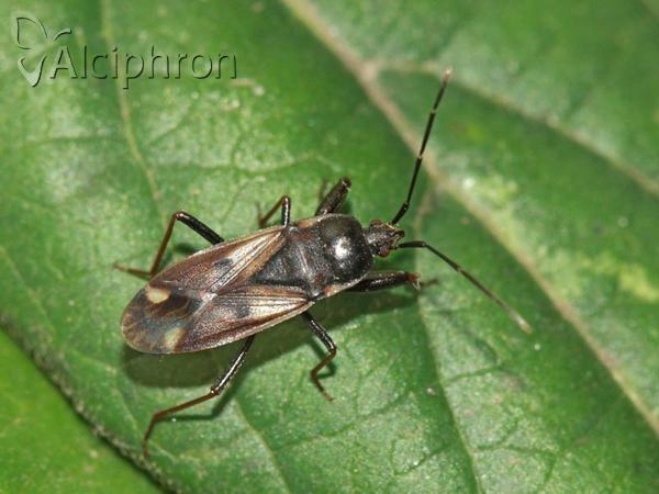 Eremocoris fenestratus