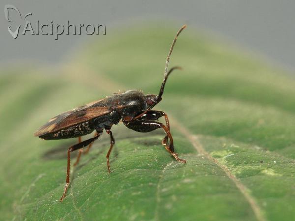 Eremocoris fenestratus