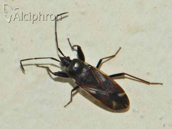 Eremocoris fenestratus