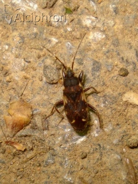 Eremocoris podagricus