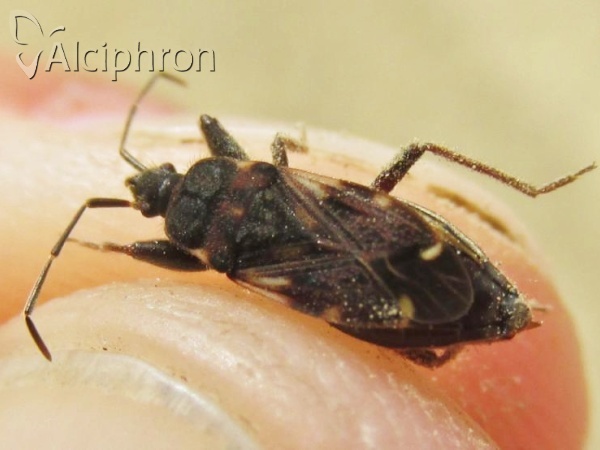 Eremocoris podagricus