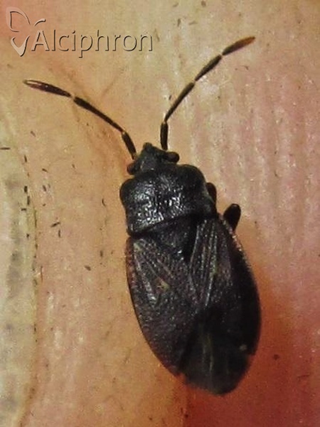 Drymus brunneus