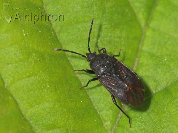 Drymus ryeii