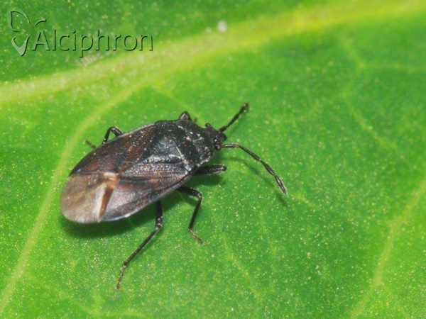 Drymus ryeii