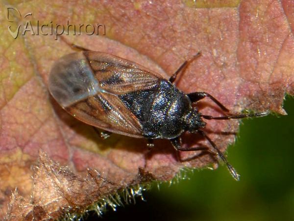 Drymus sylvaticus