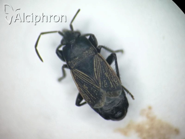 Trapezonotus anorus