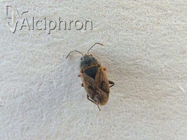 Trapezonotus arenarius