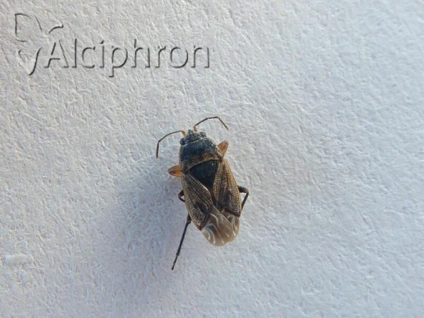 Trapezonotus arenarius