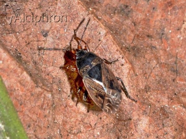 Trapezonotus desertus