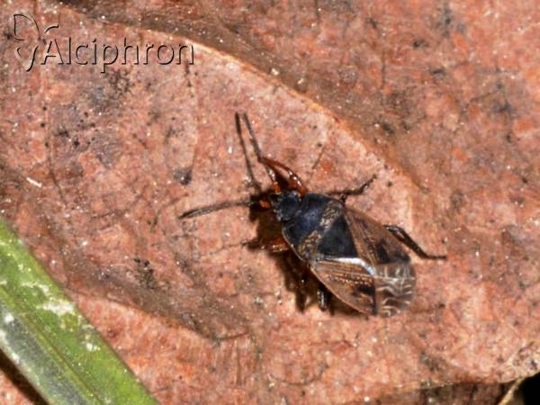 Trapezonotus desertus