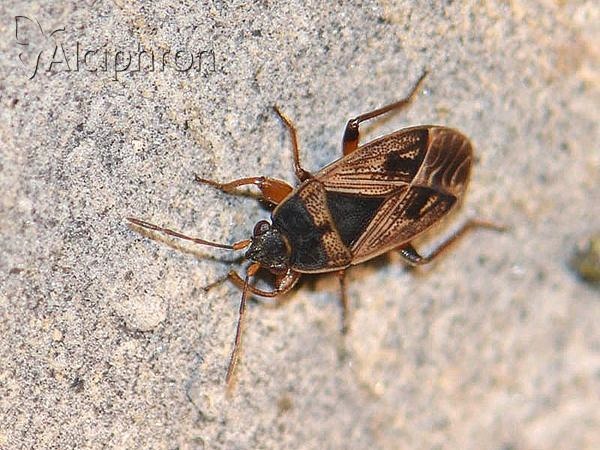 Trapezonotus dispar