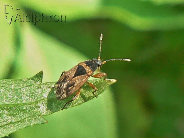 Trapezonotus dispar