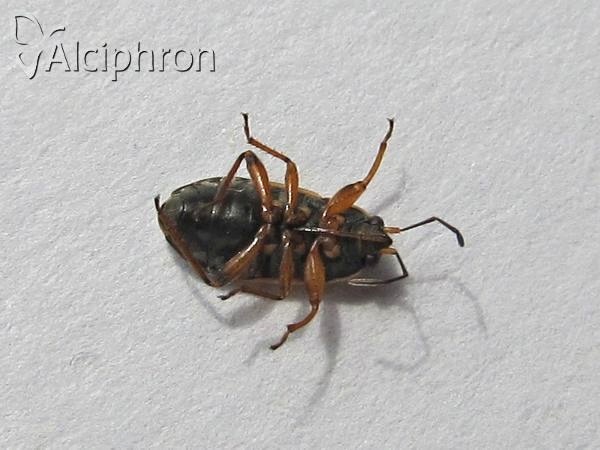 Trapezonotus dispar